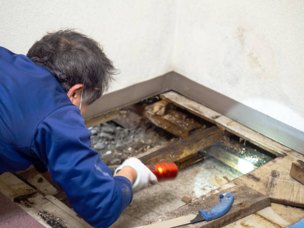 Best Fast Mold Removal  in Walnut Cove, NC