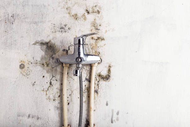 Best Mold Removal Near Me  in Walnut Cove, NC