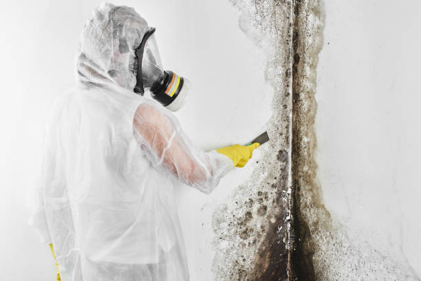 Mold Removal Process in Walnut Cove, NC