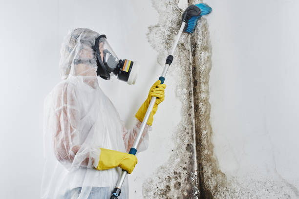 Best Certified Mold Removal  in Walnut Cove, NC