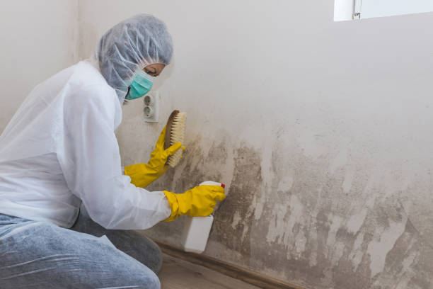 Best Mold Removal Process  in Walnut Cove, NC