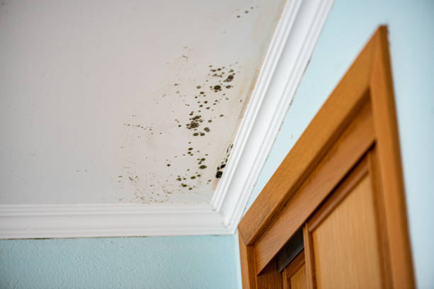 Best Mold Remediation  in Walnut Cove, NC