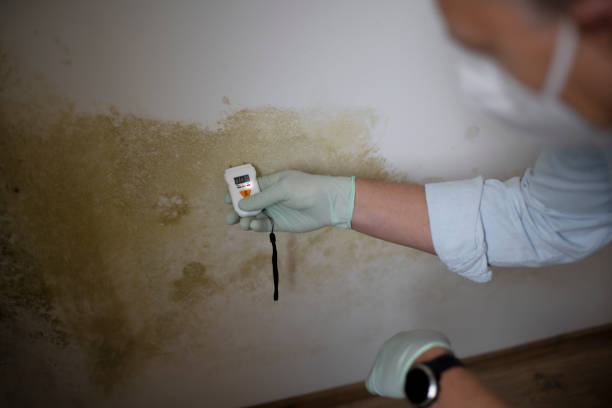 Best Mold Removal Company Near Me  in Walnut Cove, NC