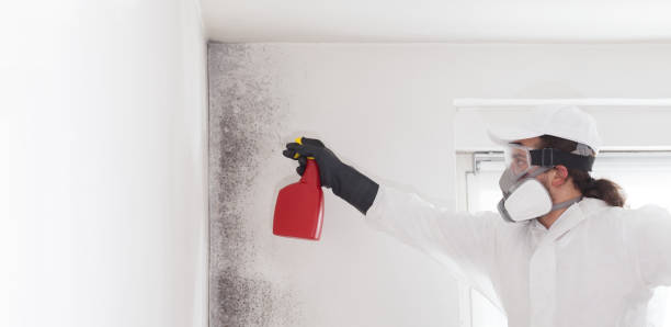 Best Mold Testing and Removal  in Walnut Cove, NC