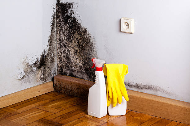 Best Same-Day Mold Removal  in Walnut Cove, NC