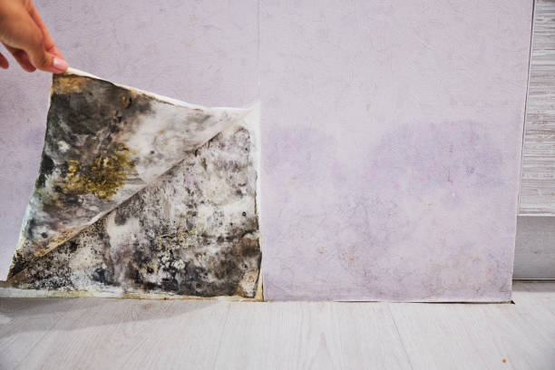 Mold Testing and Removal in Walnut Cove, NC
